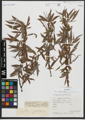 Foto von Salix alba L.